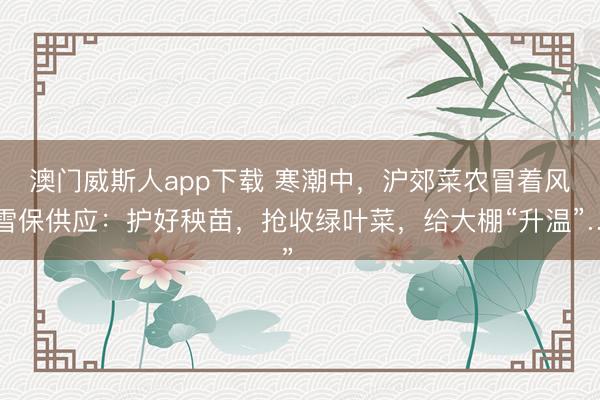 澳门威斯人app下载 寒潮中，沪郊菜农冒着风雪保供应：护好秧苗，抢收绿叶菜，给大棚“升温”…