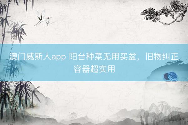澳门威斯人app 阳台种菜无用买盆，旧物纠正容器超实用